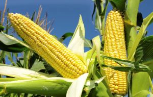 Maize output is seen growing by 1.1% to 1.014 million tons, driven by recovering yields in the European Union and expanding plantings in the United States