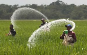 World rice production is predicted to recover with a return to normal weather conditions in Asia, where erratic rains have affected planting activity for the