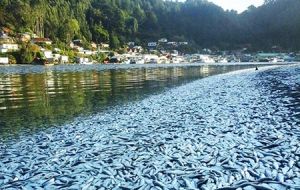 Television news footage showed masses of the lifeless silver fish more than a foot deep choking the waters in and around the river shores and boats.
