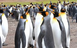 The majestic King penguins at Volunteer Point