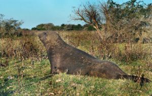 The young female somehow has swam some 200 kilometers north from the River Plate, and probably thousands of kilometers from its natural habitat