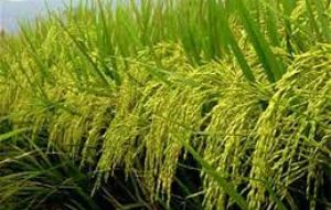 Rice prices were marginally down, under pressure of falling Japonica quotations, which outweighed modest increases in the Indica and Aromatic rice segments. 