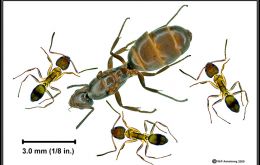 The ants were identified by UK experts as the extremely invasive Argentine Ant (Linepithema humile),