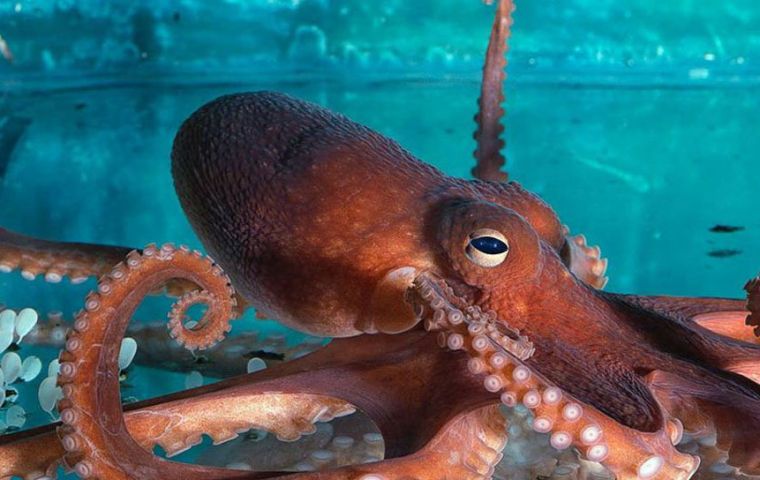 To investigate long-term trends in cephalopod abundance, the study’s authors compiled a global database of cephalopod catch rates from 1953 to 2013. 