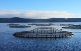 Figures from 46 salmon companies, operating in freshwater and the sea, pushed the consumption rate per ton of salmon to its highest point: 660 grams per ton.