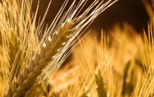 Wheat supplies are expected to rise to a 29-year high even as the corn and soybean balance sheet tightens.