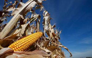 Argentine 2015/16 crops remained unchanged at 27m metric tons for corn and 56.5m metric tons for soy, but harvest delays have helped boost U.S. exports.