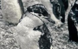 Molting chinstrap penguins breed on the South Sandwich Islands. Credit: Pete Bucktrout, British Antarctic Survey
