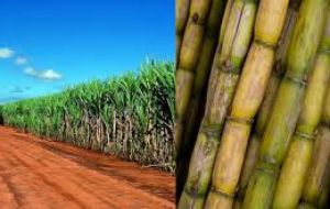 The FAO Sugar Price Index rose 14.8% from May, as Brazil, the world's largest sugar producer and exporter, endured heavy rains that hindered harvesting
