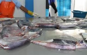 Industry sources said that in Pucusana district catches of giant squid have allowed plants in Pisco and in El Callao to restart processing. 