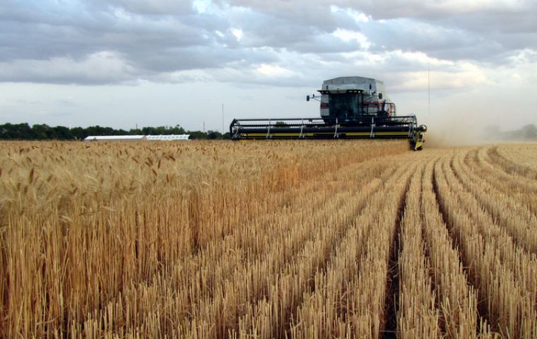 Argentine farmers had been expected to ramp up wheat output to the highest in five years in 2016-17, and lifting export prospects