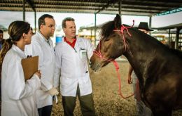Highly contagious and incurable, glanders has prompted Brazilian agricultural officials to destroy hundreds of horses across the country over the past two years