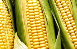 July experienced a sharp drop in maize prices due to favorable weather conditions in the key growing regions of the United States