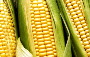 July experienced a sharp drop in maize prices due to favorable weather conditions in the key growing regions of the United States