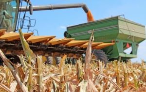 FAS said Brazilian officials now fear that the country will run out of corn by 2017, due in large part to a second safrinha crop that is looking “worse and worse”