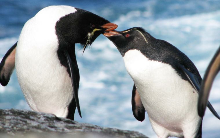 It's hoped the study will help determine why Rockhopper numbers on New Zealand's Campbell Island have plummeted. 