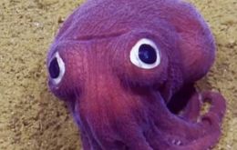 The animal looks like a cross between a squid and an octopus but is closely related to a cuttlefish, according to the Nautilus Live website. 