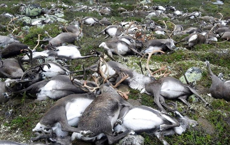 The Norwegian Environment Agency has released images of reindeer, including 70 calves, that seemingly fell over where they stood in the grasses of Hardangervidda