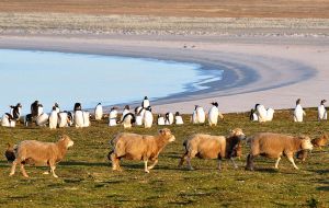 The Falkland Islands with a flock of half a million also has its shearing competitions  