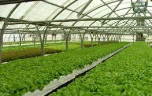   The Market Garden in Stanley currently provides fruit and vegetables to both locals and visiting boats, but still has to import goods not grown locally.