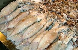  The expanded control's system for shrimp and squid becomes compulsory as of next November first