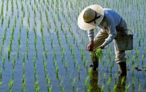 Rice production is expected to hit a new record owing to favorable weather conditions in much of Asia and on more U.S. farmers shifting to the crop