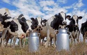 Prices rose for all dairy commodities that compose the Index, in particular for cheese, whole milk powder and butter and average a 14% increase over July 2015  