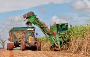 The FAO sugar price index was 2.5% up from July, reaching its highest level since October 2012 and as much as 75% above the corresponding period last year