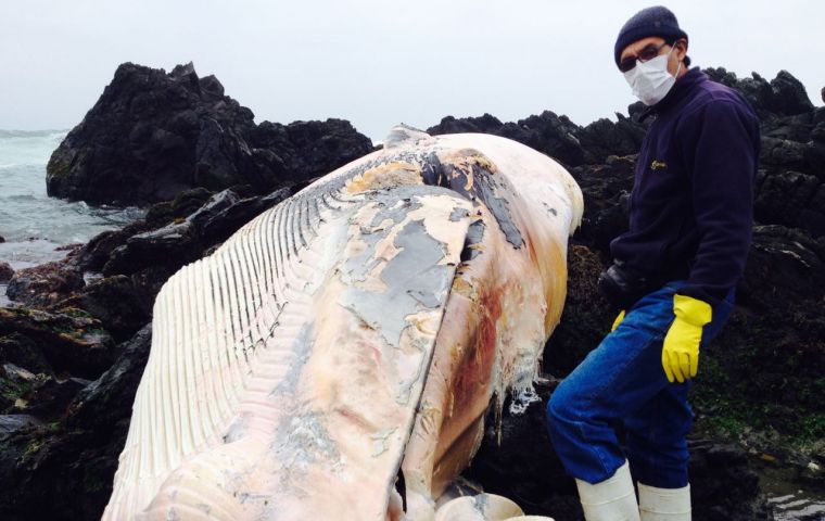 Last weekend a 14-meter fin whale was found dead on rocks at a beach in the city of Coquimbo, which prompted experts from Sernapesca to investigate. 