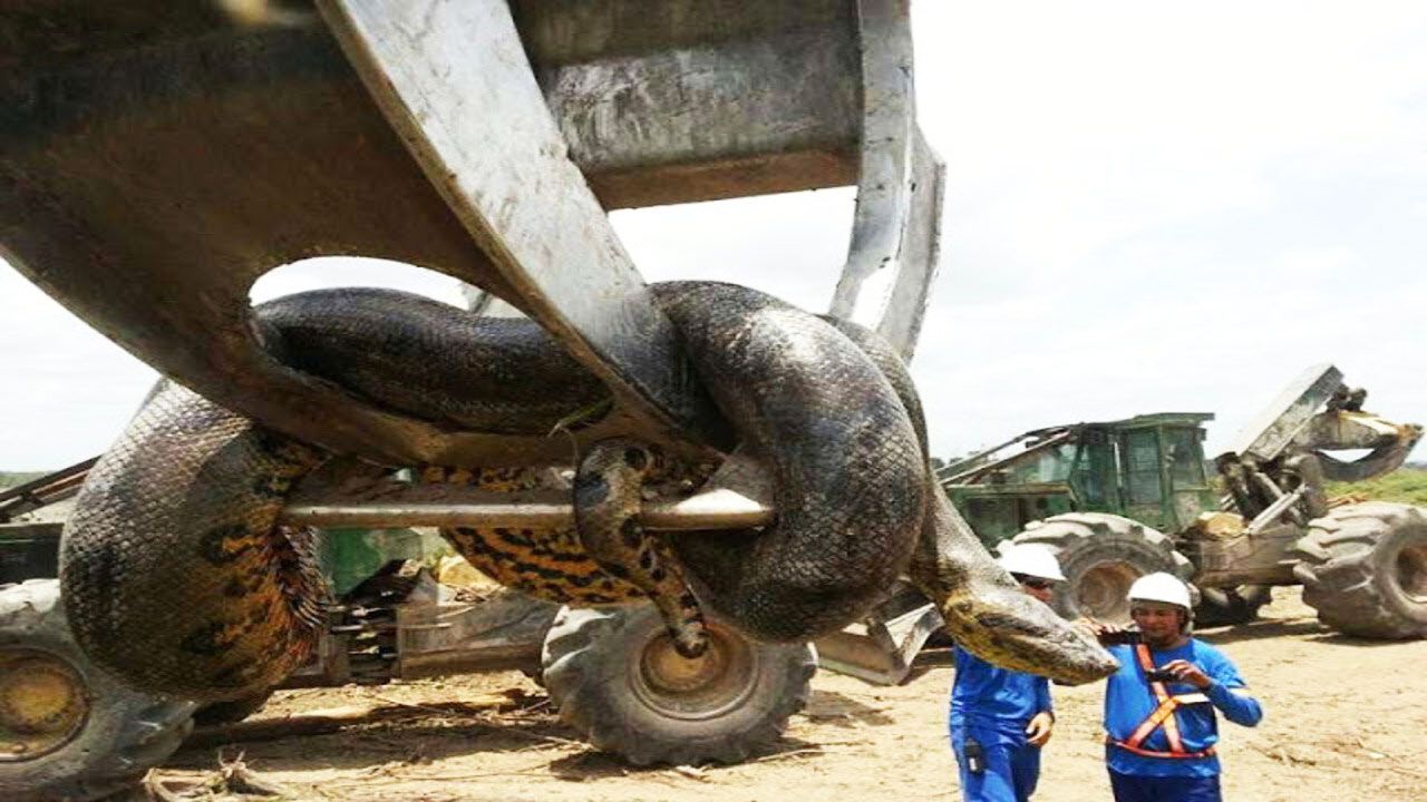 A 32 8 Feet Anaconda Found In Brazil Largest Snake In The World
