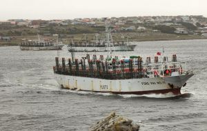 In the 2015 catches in Argentina reached an estimated 110,000 tons while in the  Falklands/Malvinas 350,000 tons.  (Pic Bonner)