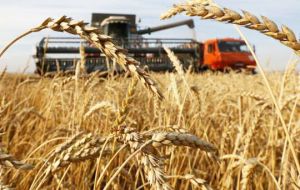 Record global production forecasts for this year's wheat and rice harvests, along with rebounding maize output, are helping keep inventories ample and prices low.