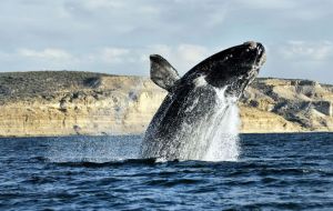 Argentina, Brazil, Gabon, South Africa and Uruguay, depend on whale-watching tourist dollars and thus the South Atlantic Whale Sanctuary.