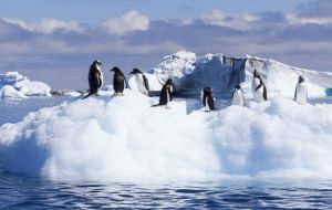 Antarctica has some of the last intact marine ecosystems in the world, home to penguins, seals, Antarctic toothfish, and whales 