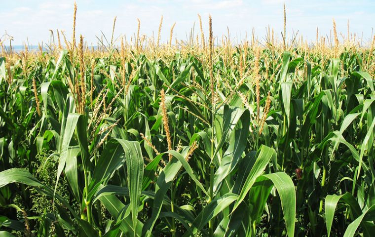  The country's national average corn yield from 53 bushels per acre in 2003-04 to 81 bushels per acre last year, despite the dry weather.