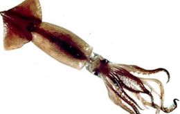 Ilex argentinus immigrates into Falklands waters seasonally and is the largest squid resource in the Soutwest Atlantic.