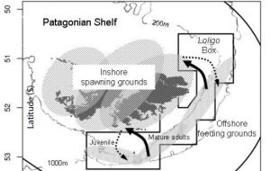 Domestic squid stock - Loligo gahi, life cycle in the Falklands 