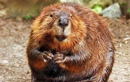  The plague of big-toothed rodents has struck in the Tierra del Fuego province, a far southern region known as “the End of the World.”