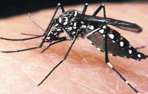 The aedes mosquito is known to carry the zika virus