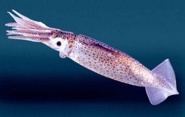 Squid and other fish that thrive in warmer waters, such as sardines and anchovy, are flourishing around the North Sea, according to fisheries data. 