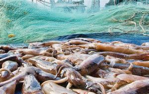 Squid are now being caught at 60% of survey stations in the North Sea, compared to  20% in the 1980s, but the likes of cod are heading north, away from UK waters.