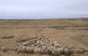 The total number of sheep in the Colony was 696,975, as compared to 689,904 in 1916. Over 42,000 sheep were canned, as compared with 37,000 last year.