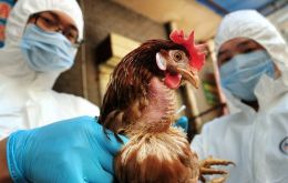 China has culled more than 170,000 birds in four provinces since October and closed select poultry markets after birds and people were infected by bird flu.