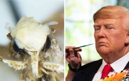 The Neopalpa donaldtrumpi has been named after Trump's due to the striking physical resemblance between the moth's yellow and white scales and his hair.