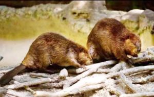 Beavers are invasive to Tierra del Fuego and are considered a damaging and harmful species