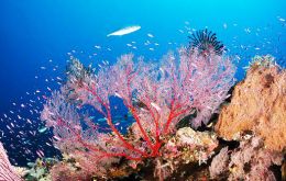 The Amazon Reef is a 9,500 sq km system of corals, sponges and rhodoliths, Greenpeace says. The reef is 1,000km long where the Amazon meets the Atlantic 