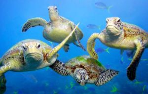 The eco-region is located on the migratory route of many species of great ecological value such as green and black sea turtles and protected marine mammals