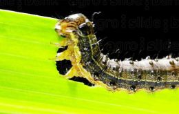 Fall armyworm is native to the Americas and can devastate maize production, the staple food crop that is essential for food security in large areas of Africa. 