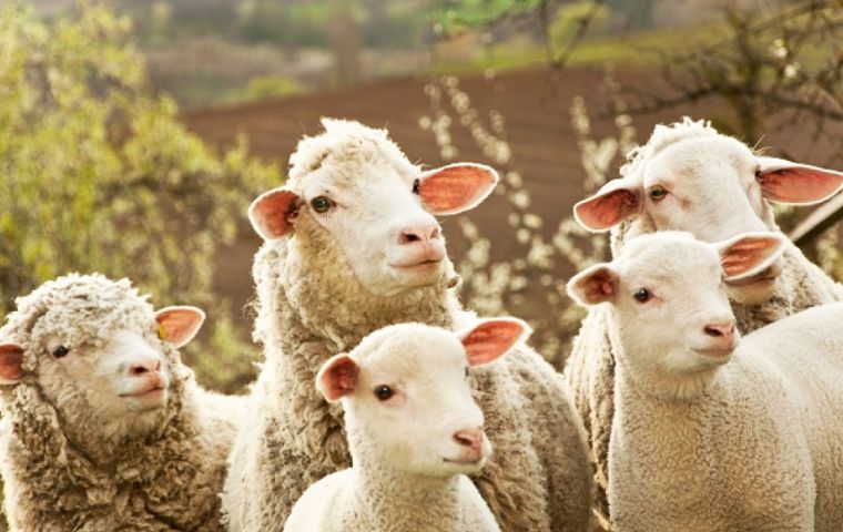 The 37.6 million kilos of wool exported (US$ 193 million) was down 18% compared to the previous twelve months. Of that volume 57% was combed wool. 