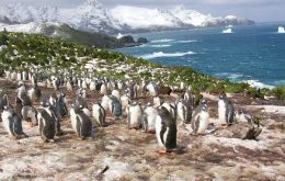 The team, based at BAS, found that between 1989 and 2010 gentoo penguins ate approximately equal amounts of crustaceans, (mainly Antarctic krill) and fish. (Pic BAS)